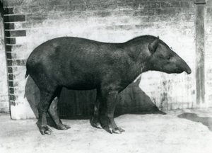 En brasiliansk sydamerikansk tapir i London Zoo, oktober 1922 af Frederick William Bond